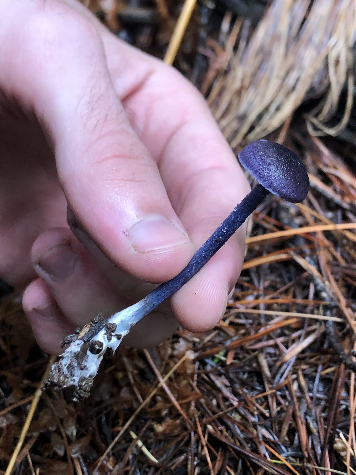 Rare purple mushroom